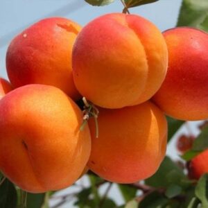 Абрикос "Цунамі", ранній сорт