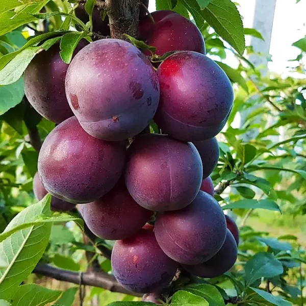 Алича Глобус