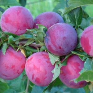 Алича Кубанська комета