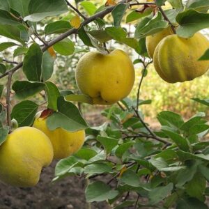 Айва Золотиста (яблукоподібна)