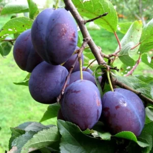 Cлива Анна Шпет