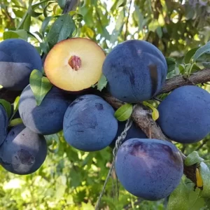 Cлива Анжеліно диплоїдна, середній термін дозрівання