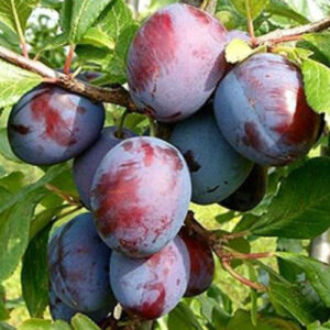 Cлива Кабардінка, ранній сорт