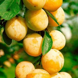 Cлива Мірабель колона