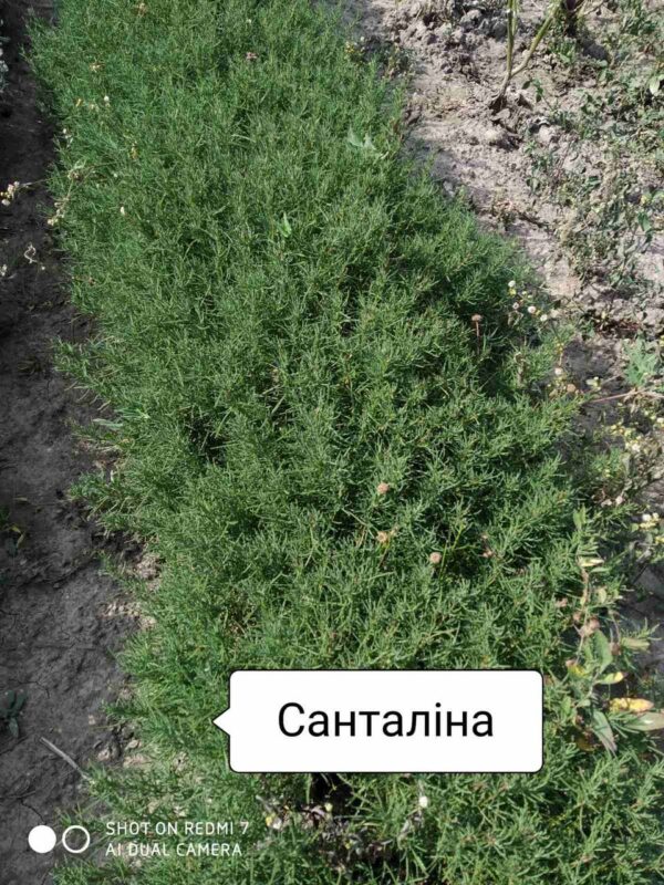 Сантоліна зелена - Зображення 4