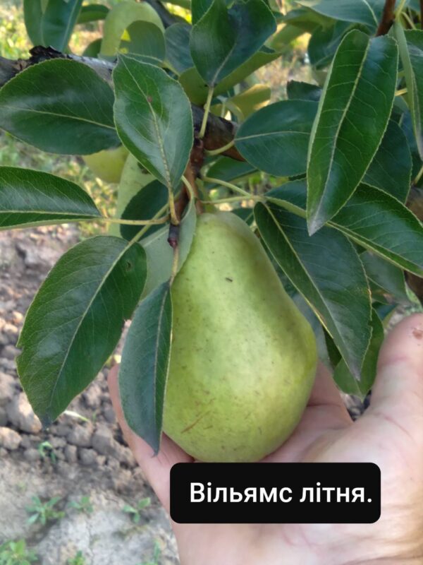Груша Вільямс - Зображення 4