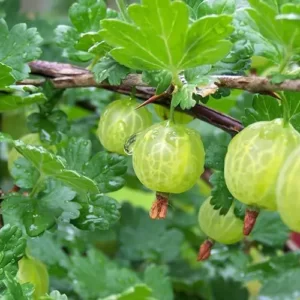 крыжовник джерело крижовнік саджанець купити україна