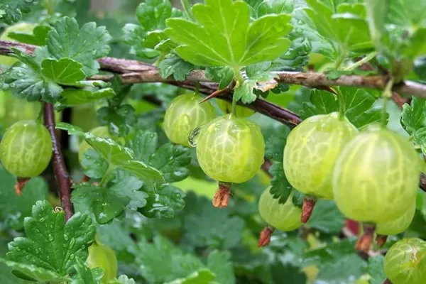 крыжовник джерело крижовнік саджанець купити україна