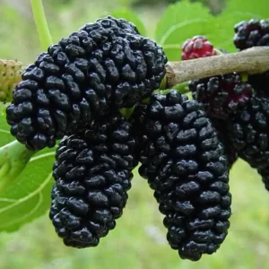 Шовковиця