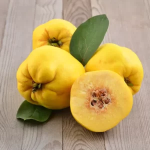 Айва привита