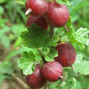 Аґрус "Аристократ", з шипами