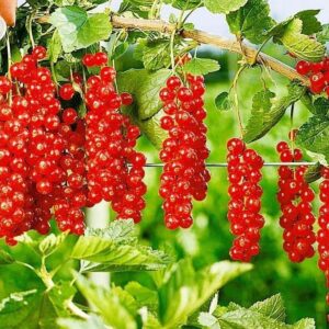 смородина красная сахарная саженцы саджанці червона порічка цукрова сахарна