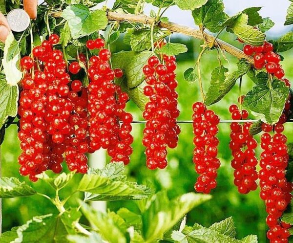 смородина красная сахарная саженцы саджанці червона порічка цукрова сахарна