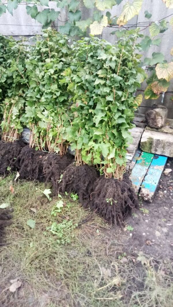 смородина красная сахарная саженцы саджанці червона порічка цукрова сахарна