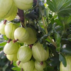 крижовнік зелений гостинець крижовник купить саженец саджанець