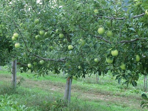 яблоня симиренко саджанці україна купити яблоки семеренка яблоня симиренко саженцы