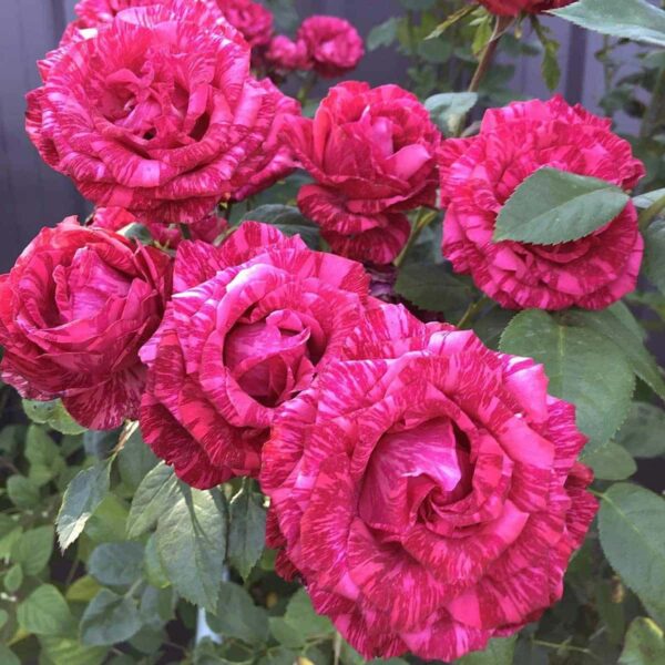 rose-pink-intuition пинк интуишен саженцы пінк інтуішен саджанці
