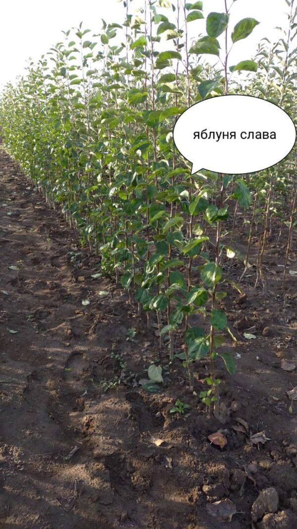 яблоня слава саженцы украина купить саджанці слава яблуня
