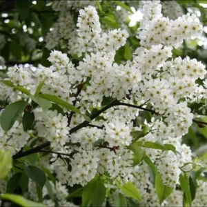 Черемха звичайна
