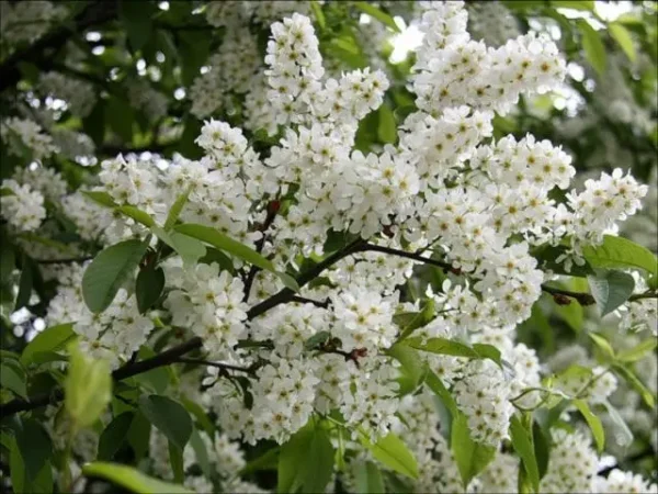 Черемха звичайна
