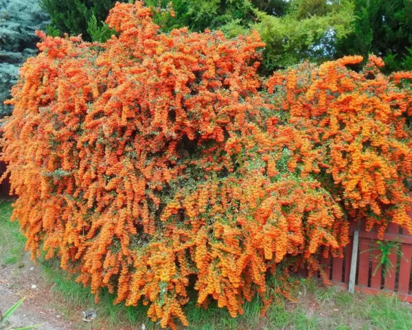Піраканта Orange Glow - Зображення 2
