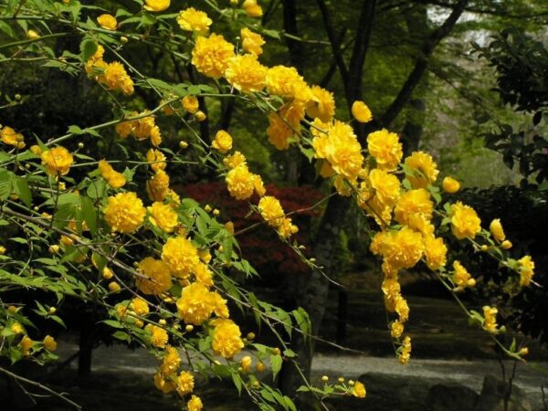 Керрія Японська жовта "Variegata" - Зображення 3