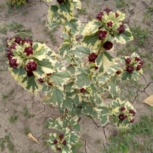 Гібіскус "Purpureus Variegatus".
