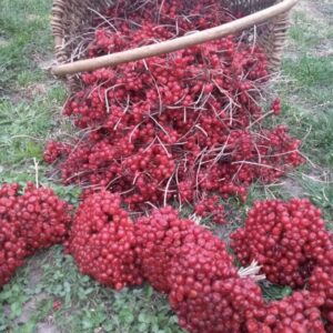 Калина кущова двохрічна