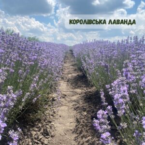 Лаванда "Королівська" (до 10 шт - 60 грн, від 10 шт - 50 грн)