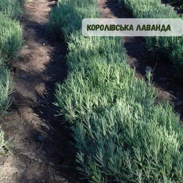 Лаванда "Королівська" (до 10 шт - 60 грн, від 10 шт - 50 грн) - Зображення 10