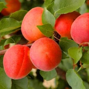 Абрикос "Фарліс",  саджанці дворічні