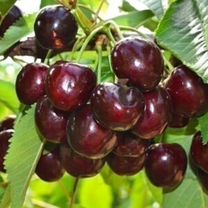 Черешня "Скіна"середньо-пізний сорт