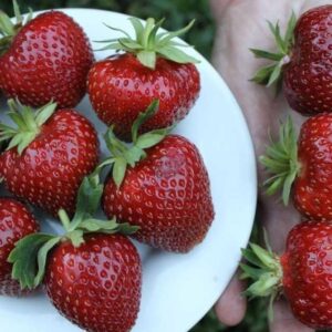 Полуниця "Мальвіна" (пізній сорт ) Продаємо від 10 шт одного сорту