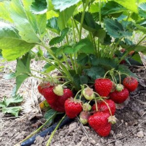 Полуниця "Спокуса"(ремонтантний сорт ) Продаємо від 10 шт одного сорту