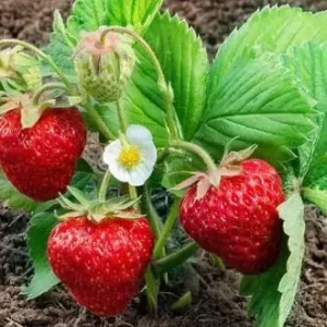 Полуниця"Пегас"(середньо-пізний сорт ) Продаємо від 10 шт одного сорту