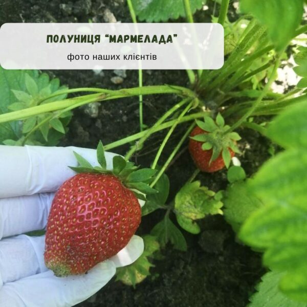 Полуниця "Мармелада" (середній сорт) Продаємо від 10 шт одного сорту - Зображення 2