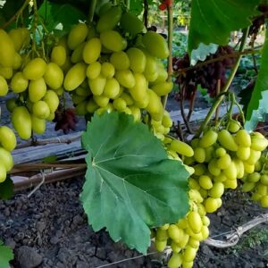 Виноград "Бананас"сорт ранній