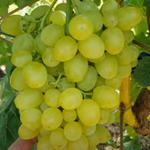 Виноград "Цимус"(Ранній сорт кишмиш)