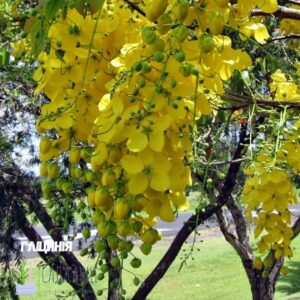 Гліцинія жовта "Промінчики сонця"