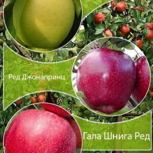 Дерево-сад Яблуня "Голден Рейнджерс+Ред Джонопринц " Саджанці дворічні ДВОЙНУШКА