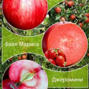 Дерево-сад Яблуня "Пірос+Джеромін"Саджанці дворічні ДВОЙНУШКА