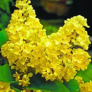 Бузок жовтий "Примула" дворічні, закрита коренева