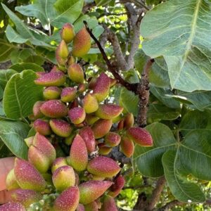 Фісташка справжня Pistacia