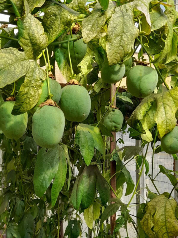 Маракуя