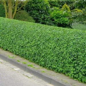 Бірючина або лігуструм (Ligustrum)