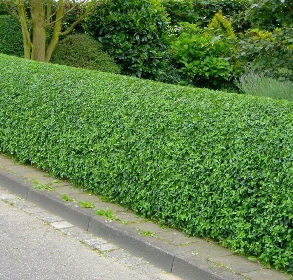 Бірючина або лігуструм (Ligustrum)