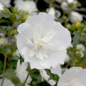 Гібіскус деревовидний махровий БІЛИЙ "White Chiffon"