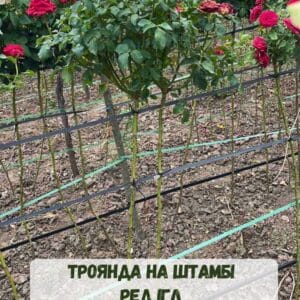 Троянда на штамбі Ред Ігл