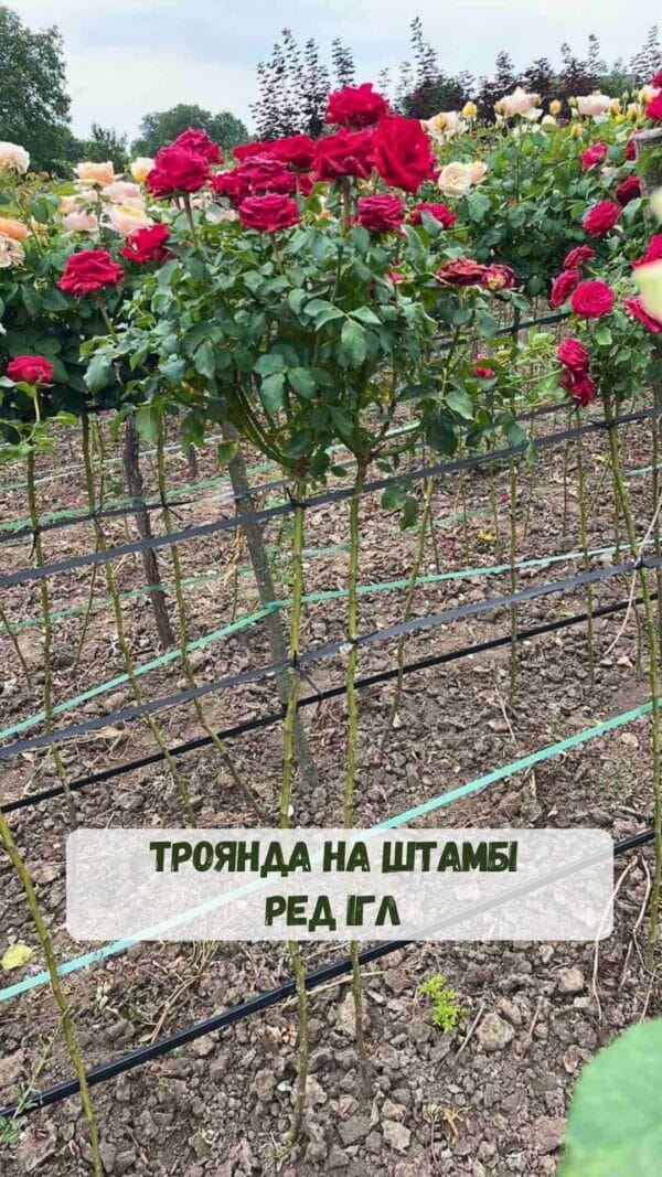 Троянда на штамбі Ред Ігл