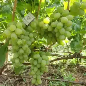 Виноград "Кеша"